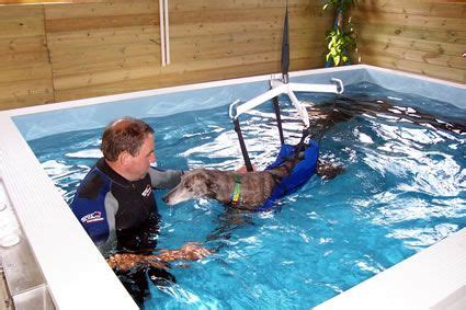 Mascotts Canine Hydrotherapy - Gallery | Hydrotherapy, Paralyzed dog ...