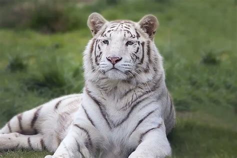 White Tiger Facts for Kids - All About White Tiger