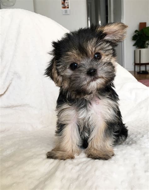 Teacup Morkie Puppy for sale | iHeartTeacups