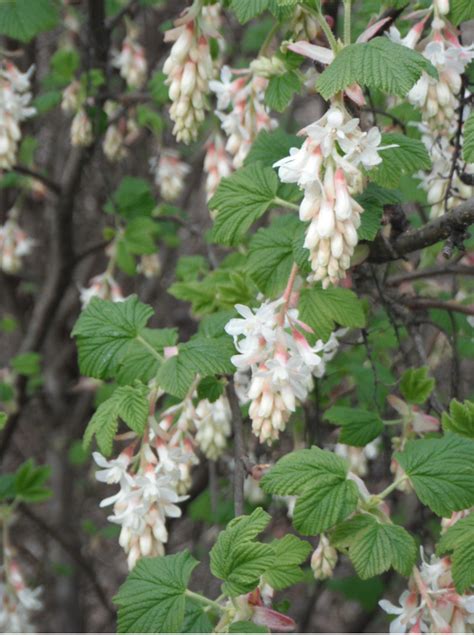 Red Flowering Currant, Ribes sanguineum | Native Plants PNW