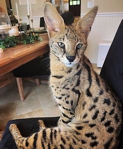 Savannah Cat | Size,Diet,Personality,Price