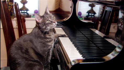 Nora The Piano Playing Cat | Extraordinary Animals | BBC Earth - YouTube