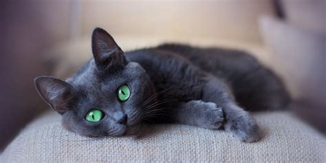 155 Amazing Names For Cats With Green Eyes - Cats.com