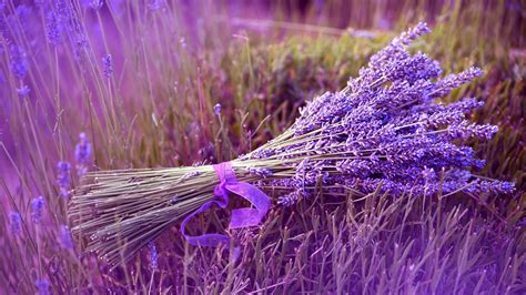 Lavender Flowers - Wallpaper, High Definition, High Quality, Widescreen