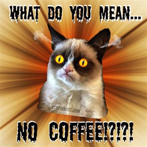 CoffeeNate.com - Learn how to love coffee | Grumpy cat, Grumpy cat ...