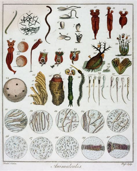 Animalcules observed by Anton van Leeuwenhoek, c1795 posters & prints ...