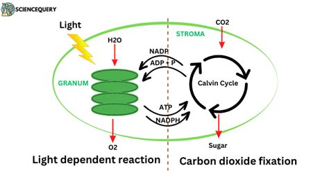 What are the products of light dependent reactions? - ScienceQuery