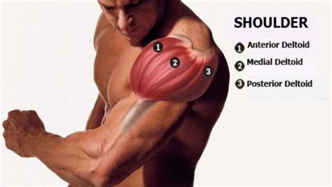 Anterior Deltoid: Functional Anatomy Guide • Bodybuilding Wizard