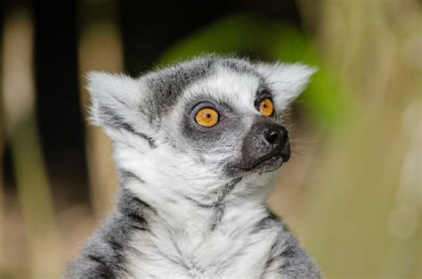 Cute Lemur Of Madagascar Free Stock Photo - Public Domain Pictures