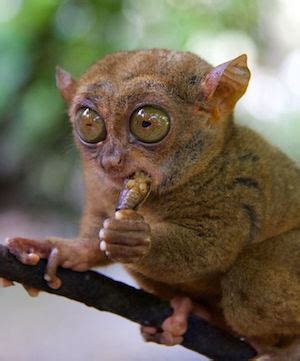 Tarsier Facts: Lesson for Kids | Study.com