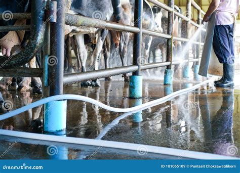 Worker Cleaning Floor and Cowshed in Dairy Farm Stock Image - Image of ...