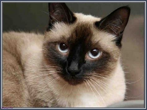 Cats | Himalayan Siamese mix | Himalayan cat, Himalayan kitten, Cats