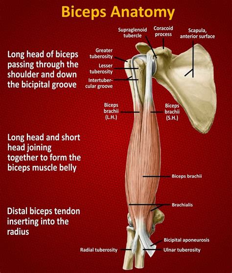 biceps tendonitis exercises pdf uk - Tuyet Raines