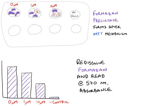 Cytotoxicity & Cell Viability with MTT Assay Protocol - SciGine