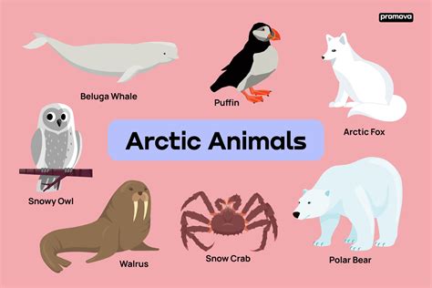 Vocabulary Of Animals That Live in the Arctic