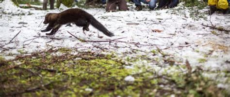 North Cascades sees first wild-born fisher in decades - The Wildlife ...