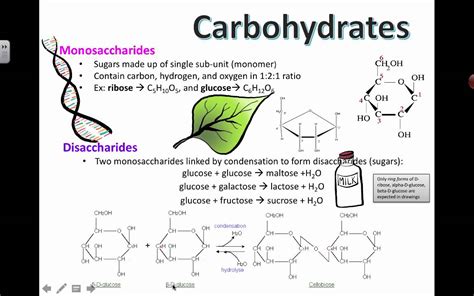 Carbohydrates Definition Structure Types Examples