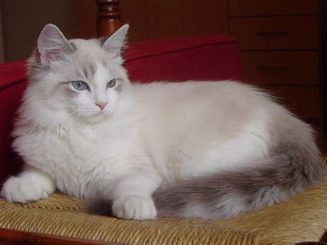 These Are 15 Pictures About Cat Breeds ragdoll - Pets Lovers