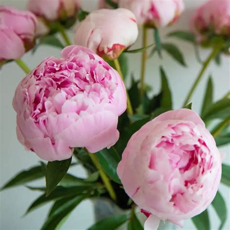 Libra Birth Flowers: Pink Rose and Peony Zodiac Flower Symbolism