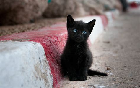 Blue eyed black kitten wallpaper - Animal wallpapers - #27279