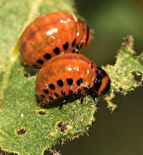 Potato Beetle Larva | Flickr - Photo Sharing!