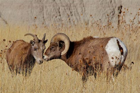 Voyagers: Badlands National Park Wildlife 野生動物