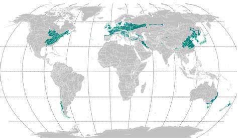 cerca cura actividad temperate forest map Enmarañarse provocar implícito