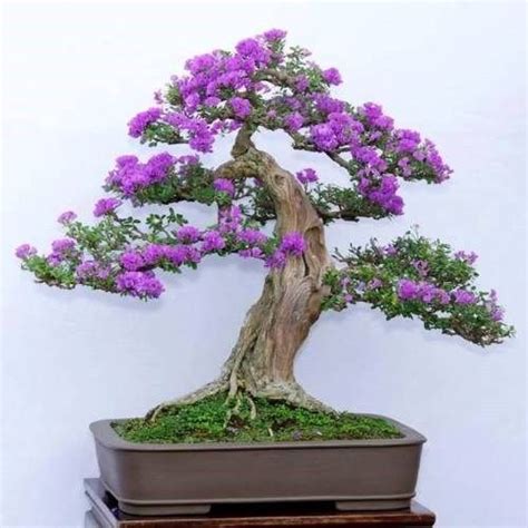 Common Lilac - Syringa vulgaris (15 Bonsai Seeds) | Bonsai flower ...