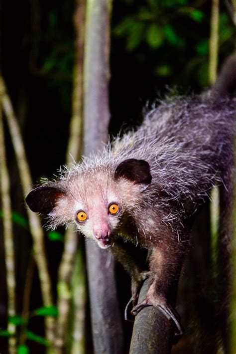 In search of Madagascar’s creepy, cute, elusive aye-aye | Adventure.com