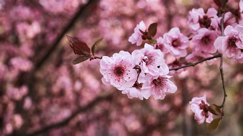 Sakura Flower Wallpaper 4k | PixLith