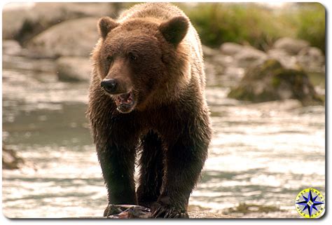 alaska brown bear fishing | Overland Adventures and Off-Road