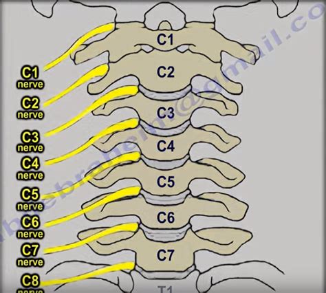 C2 Nerve Root Anatomy