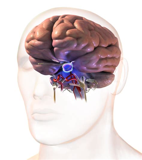 Pituitary Gland Testing