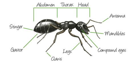 External Ant Anatomy | abdomen, head, compound eyes, antenna, mandibles ...