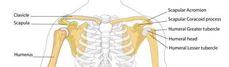 Bones of the shoulder – Meddists