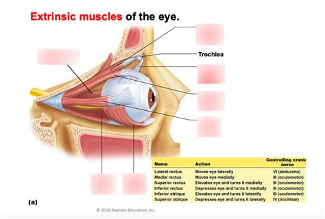 Extrinsic muscles Diagram | Quizlet