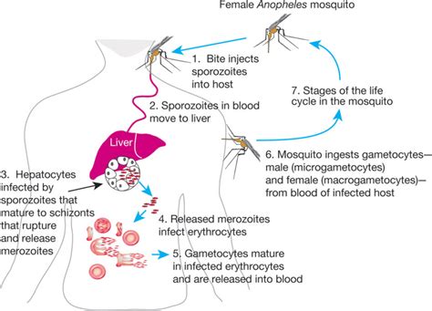 life cycle of plasmodium falciparum - Corinne Weinstein