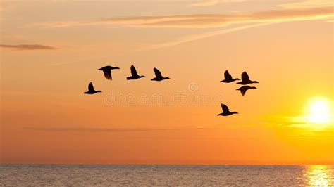 Top 10 Hình nền độc đáo với background sky birds flying cho máy tính ...