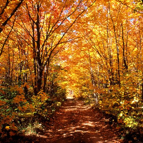 Fall Color Upper Peninsula of Michigan | Autumn scenery, Fall colors ...