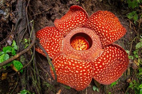 7 Strangest Rainforest Plants - Javi's Travel Blog - Go Visit Costa Rica