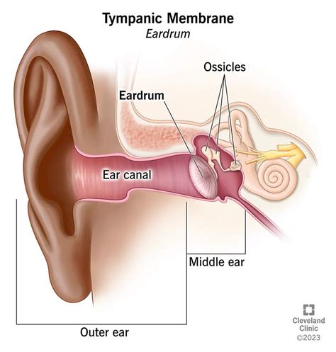 Tympanic Membrane Ear Model