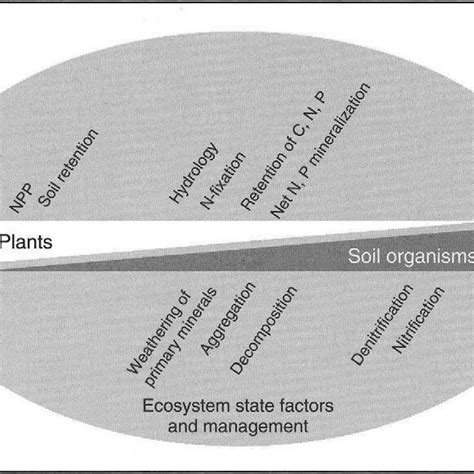 3 Rhizosphere processes contribute to a variety of ecosystem functions ...