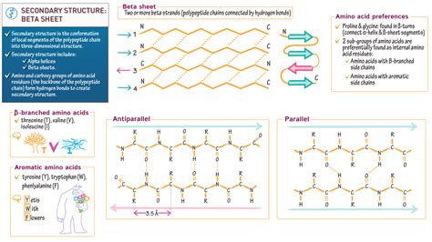 Biochemistry: Secondary Structure 2: The Beta Sheet | ditki medical ...