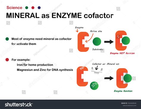 533 Enzyme Cofactor Images, Stock Photos & Vectors | Shutterstock