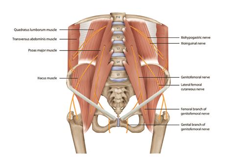 ilioinguinal nerve | Medical illustration, Quadratus lumborum, Psoas ...