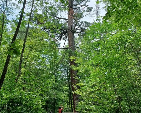 THE 10 BEST Things to Do in Lake Itasca - 2022 (with Photos) - Tripadvisor