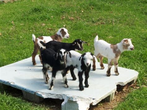 The Fainting Goats Syndrome, Kittens, Festival and Pet Goats on Sale ...