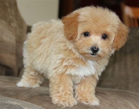 Maltipoo Wallpapers - Wallpaper Cave