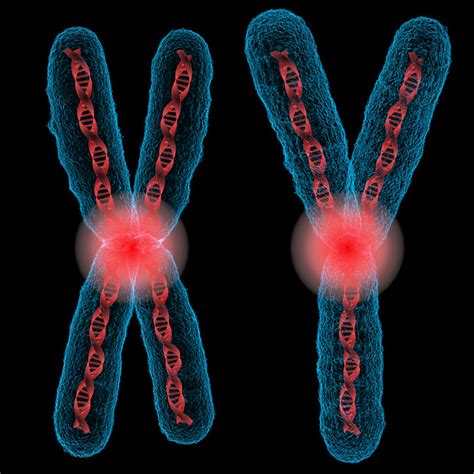 Chromosome x y 3D model - TurboSquid 1244370