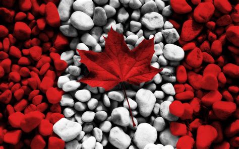 Canada Maple Leaf Wallpapers - Top Free Canada Maple Leaf Backgrounds ...